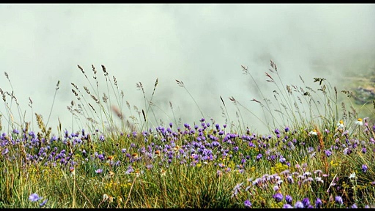 Wind through grassland and nightingale birdsong