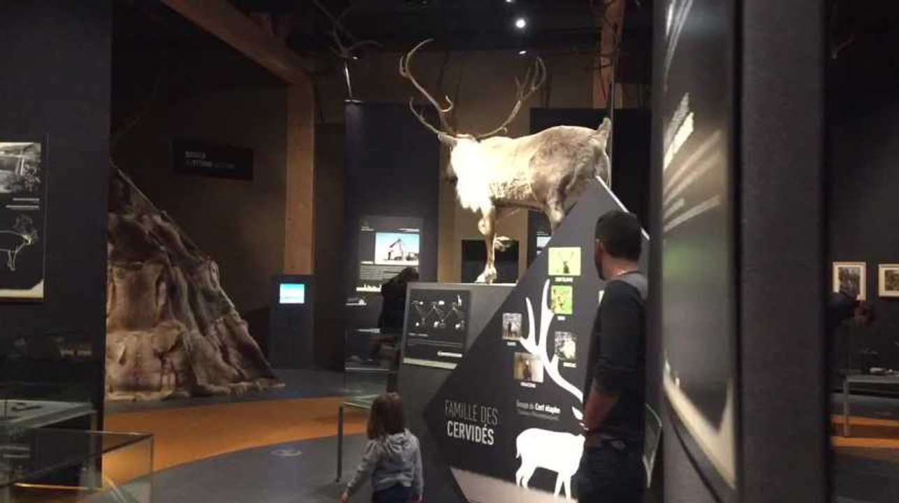 LIEGE- Flemalle - Activité autour du Renne et le Père Noël au Prehistomuseum