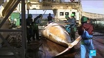 Japan to restart commercial whaling
