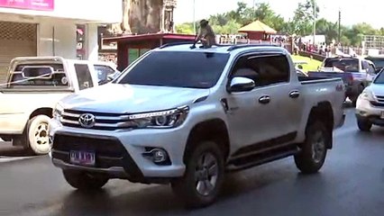 Monkeys Steal Food From Moving Pick-up Truck