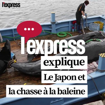 Le Japon va reprendre la pêche commerciale à la baleine