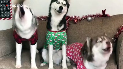 Vea al trío de perros que conforman una coral navideña