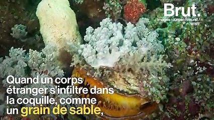 Comment les huîtres forment-elles des perles ?