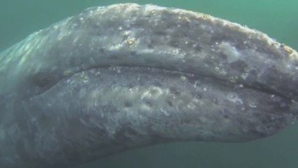 Japón reanudará la caza de ballenas