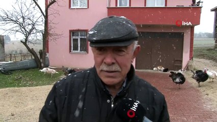 Organik hindiye yılbaşı rağbeti