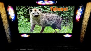 Mowgli Legend of the Jungle 2018 Full Movie Explained in Hindi || Drama/Fantasy