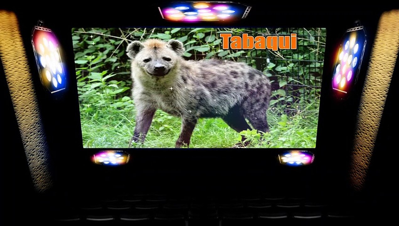 Mowgli Legend of the Jungle 2018 Full Movie Explained in Hindi || Drama/Fantasy