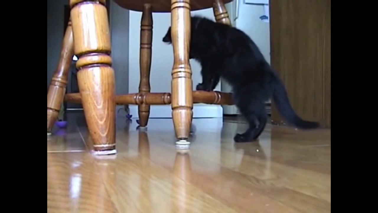 Funny Cat Videos Compilation Try Not to Laugh Know Why They are Scared - PetsLuver