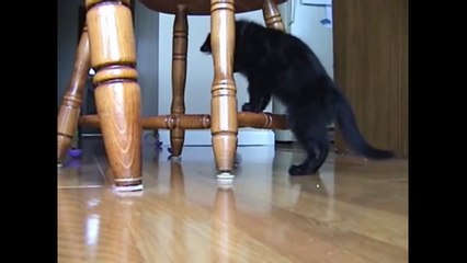 Funny Cat Videos Compilation Try Not to Laugh Know Why They are Scared - PetsLuver