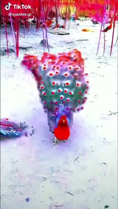 vid_122618081117