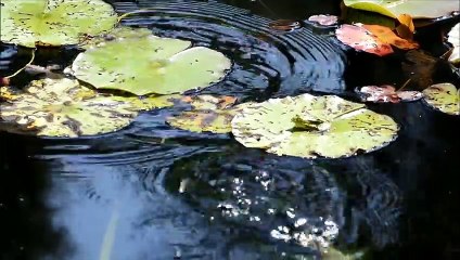 Nikon coolpix p1000 4k Ultra HD high resolution video