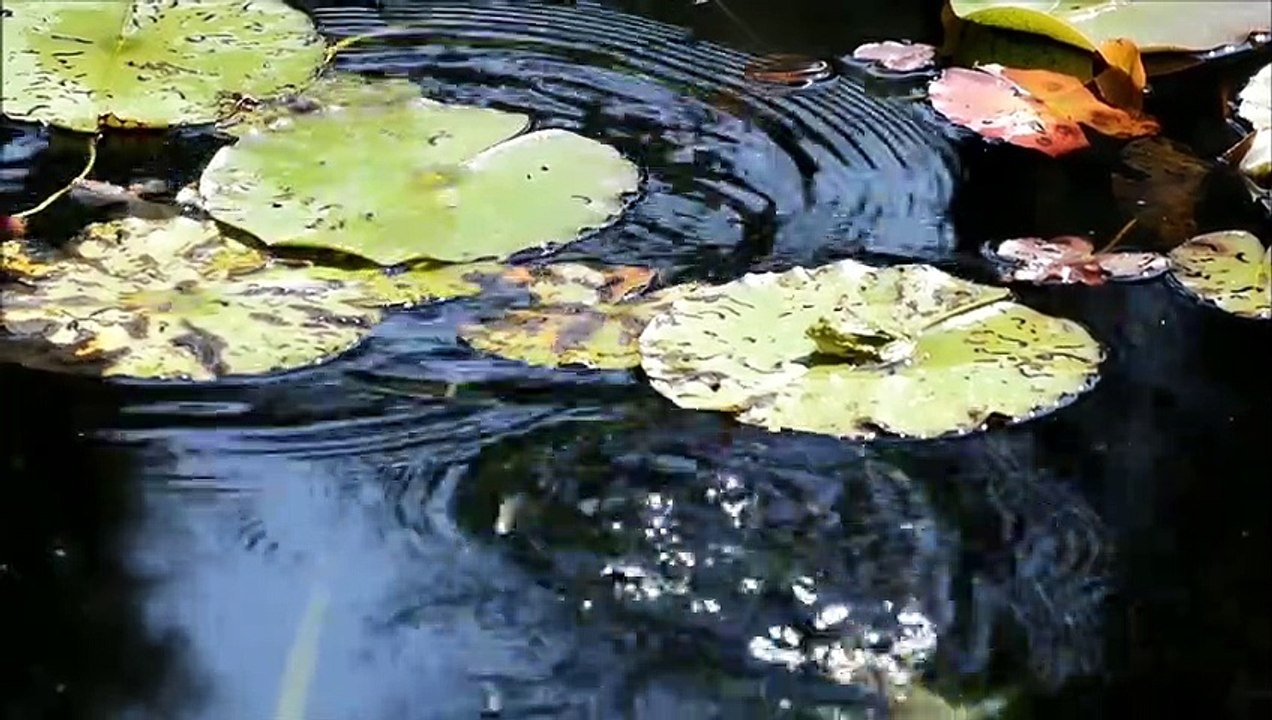 Nikon coolpix p1000 4k Ultra HD high resolution video