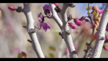 Love Travels - Romantic  Dino Viper Productions