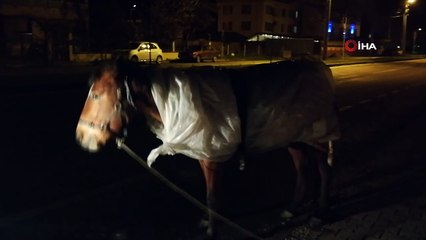 Atı donmasın diye naylonla sardılar