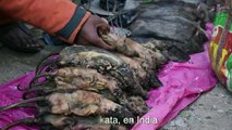 Las ratas, manjar en menús de fin de año en India