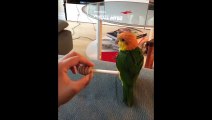 Funny Parrots and Cute Birds Compilation #8