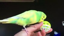 Funny Parrots and Cute Birds Compilation #9