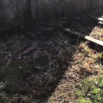 Ils découvrent un nid de serpents sous leur cabane