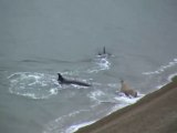 Ces 2 orques pret à tout pour attraper un lion de mer... même à s'echouer