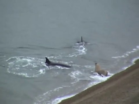 Ces 2 orques pret à tout pour attraper un lion de mer... même à s'echouer