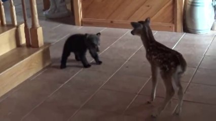 Un ourson rencontre un faon... moment adorable