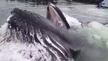 Quand une énorme baleine fait surface dans un port pour se nourrir