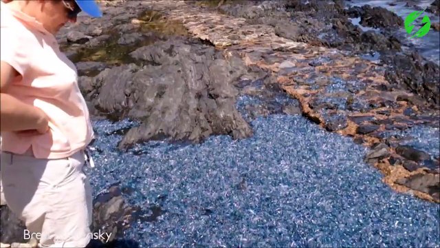 Des milliers de méduses bleues recouvrent cette plage