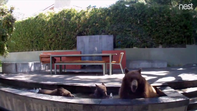 Il trouve des intrus dans la fontaine de son jardin : famille d'ours en mode petit bain