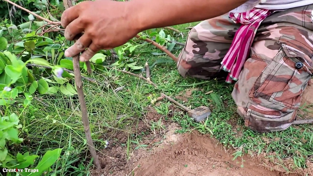 Creative Traps: How To Make Bird Trap Working 100%