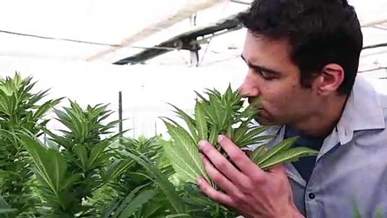 Aprovada a exportação de cannabis israelense