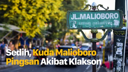 Miris, Kuda Andong Pingsan Akibat Klakson