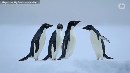 What Is A Safe Way To Walk On Ice?