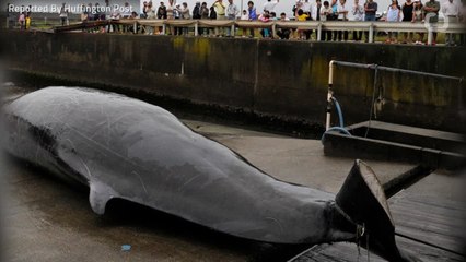 Japan Will Go Back To Commercial Whaling Again