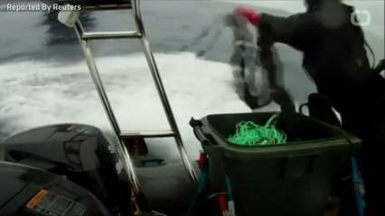 Japan To Restart Commercial Whaling