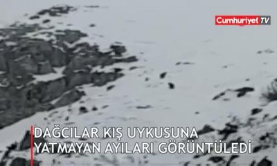 Dağcılar kış uykusuna yatmayan ayıları görüntüledi