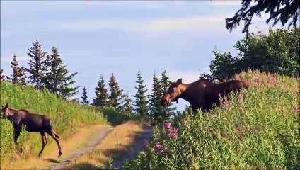 _Bes Animal_Videos_for_Children|Animals Documentary For Kids|Educational Videos