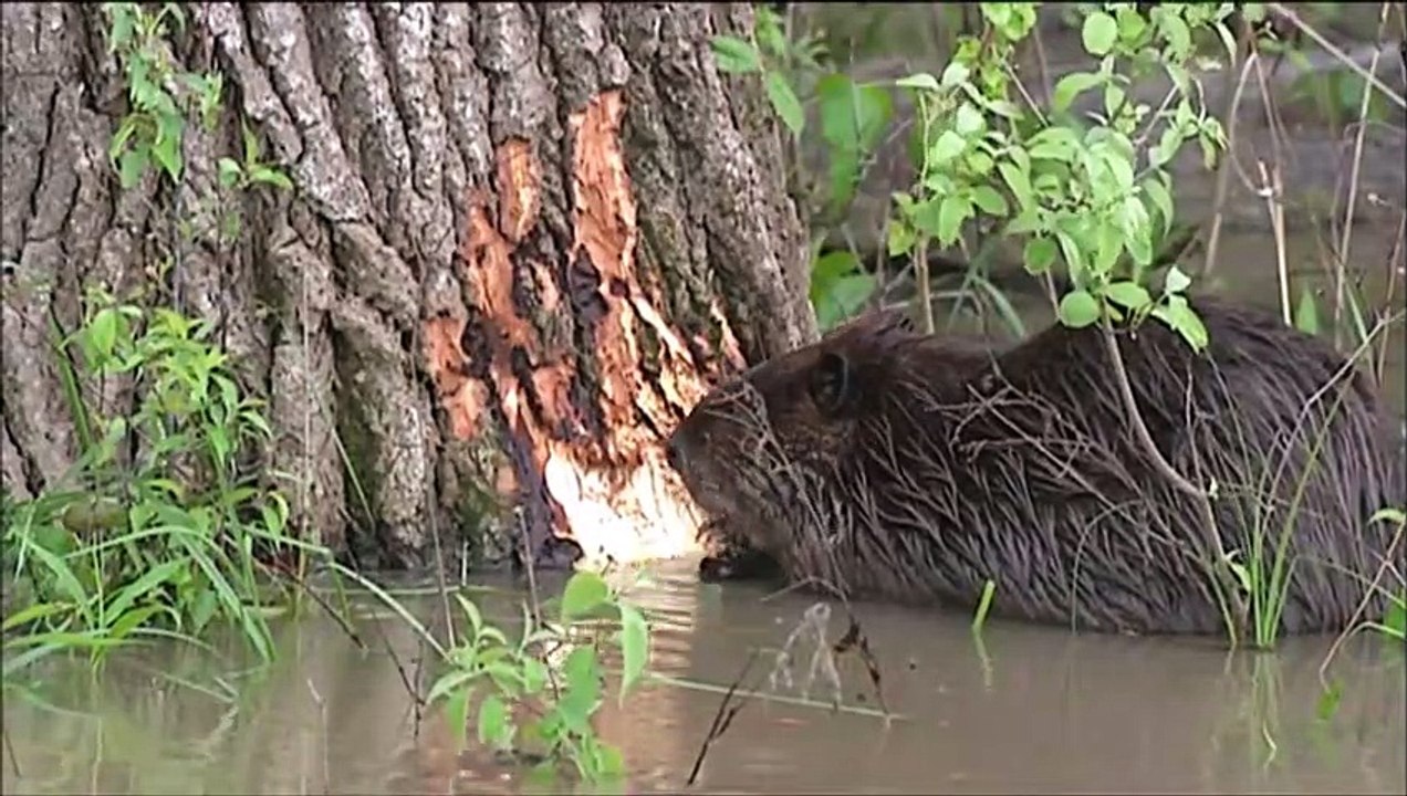 North_American Animal_Videos_for_Kids|Animals Documentary For Kids|Educational Videos