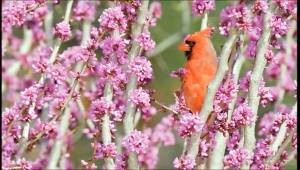 North_American_Animals|Animals Documentary For Kids|Educational Videos