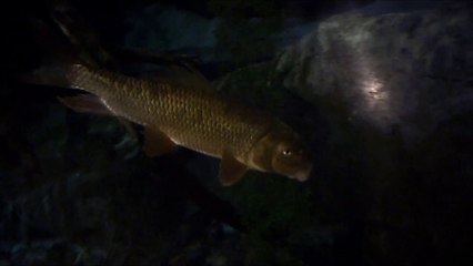 SLOW MOTION 79.WHAT GOING FISHING IS ALL ABOUT. CATCHING FISH LIKE THIS.