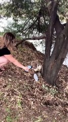 Giving a Koala a Drink During a Summer Heat Wave