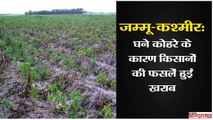 Dense fog damages crops of farmers Poonch, Jammu & Kashmir