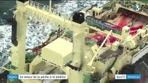 Japon : le retour de la pêche à la baleine