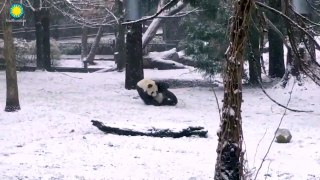 Süßer Panda spielt im Schnee