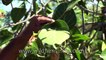 Ficus Krishnae or Krishna Fig