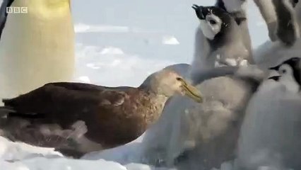 Regardez qui vient sauver ces petits manchots : héros improbable