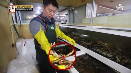 불을 끄지 않으면 살이 빠지는 킹크랩?! (※킹크랩에게 다이어트는 금물※)