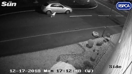 La vidéo poignante d'un homme qui abandonne son chien en pleine rue