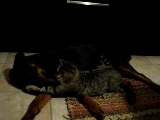 Cat attac rottweiler