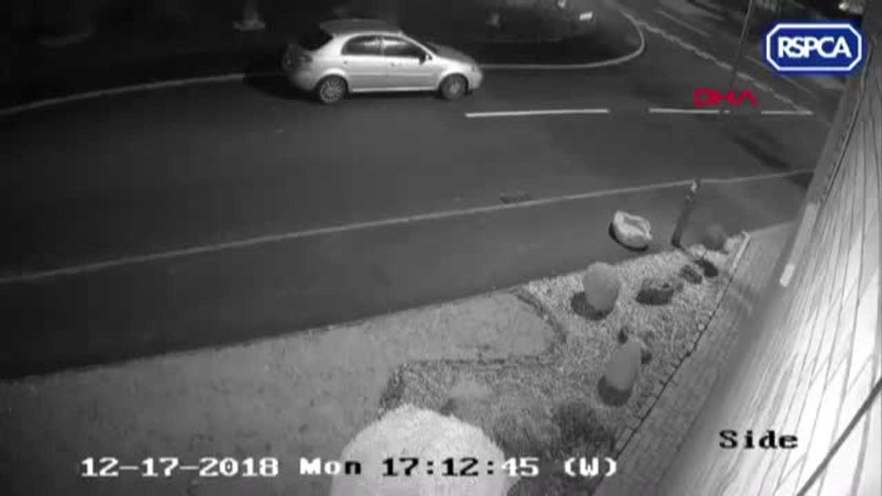 Dha Dış - Sahibinin Terk Ettiği O Köpek Koruma Altına Alındı
