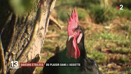 Feuilleton : saveurs étoilées (4/5)